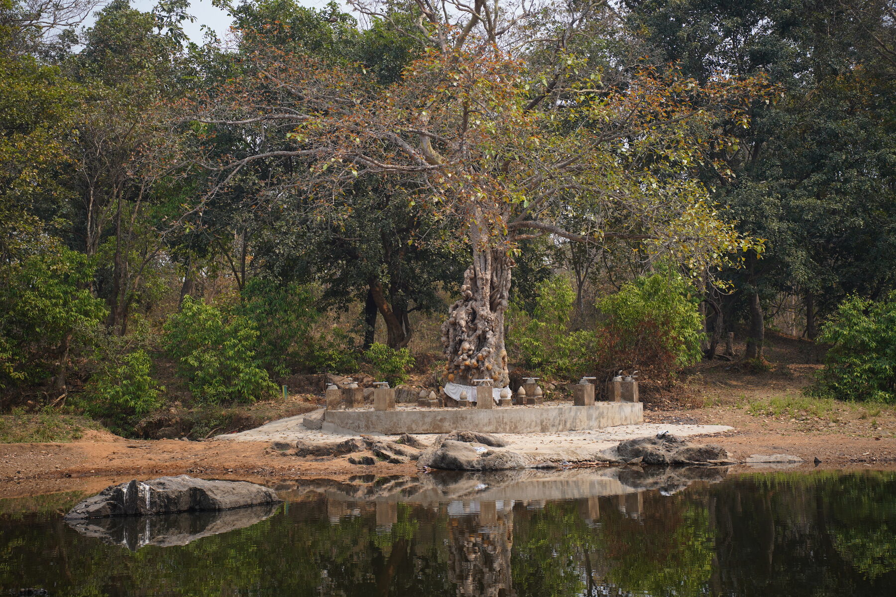 The Arjun tree and surrounding sacred forest