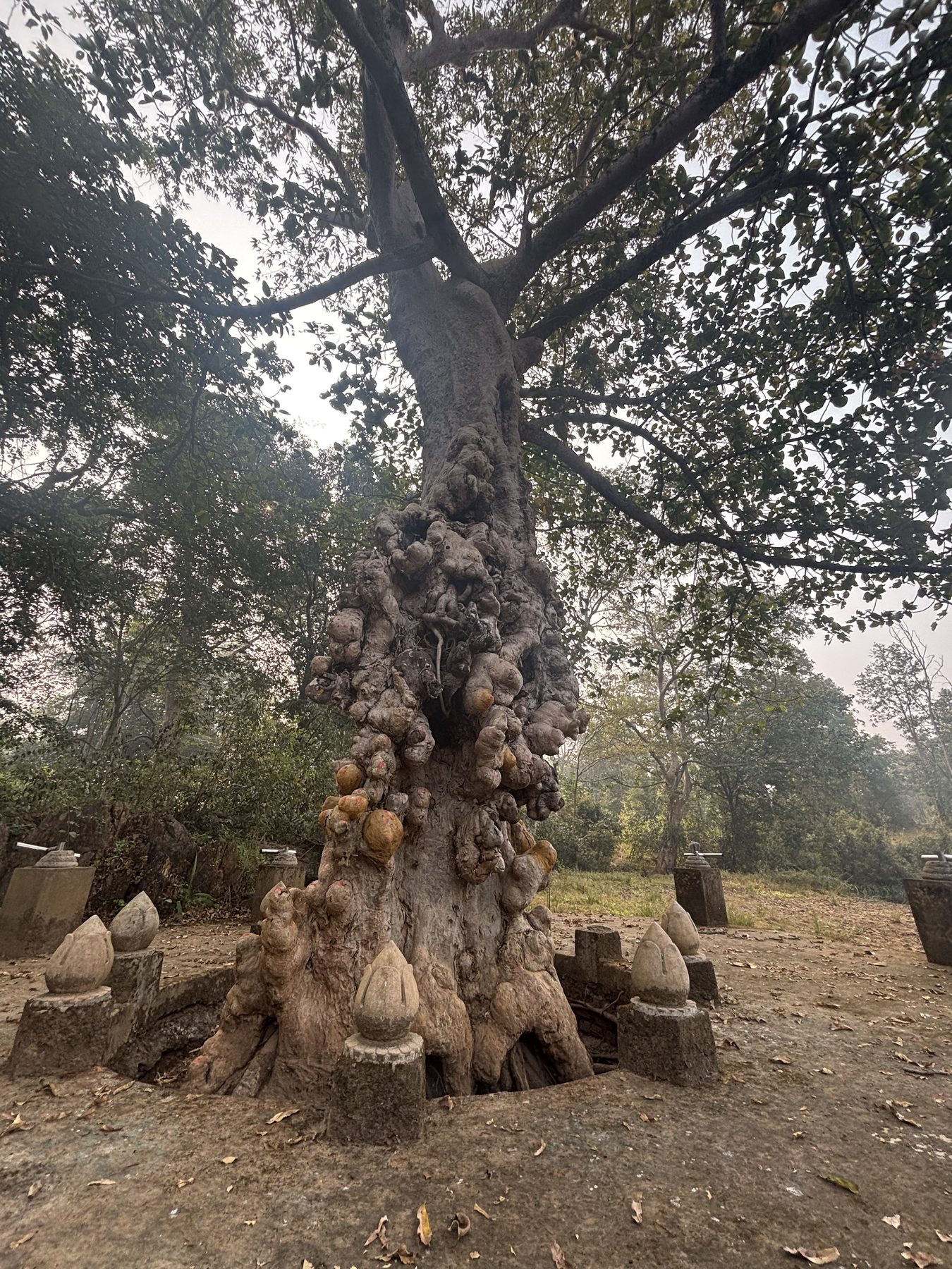 The sacred Arjun tree