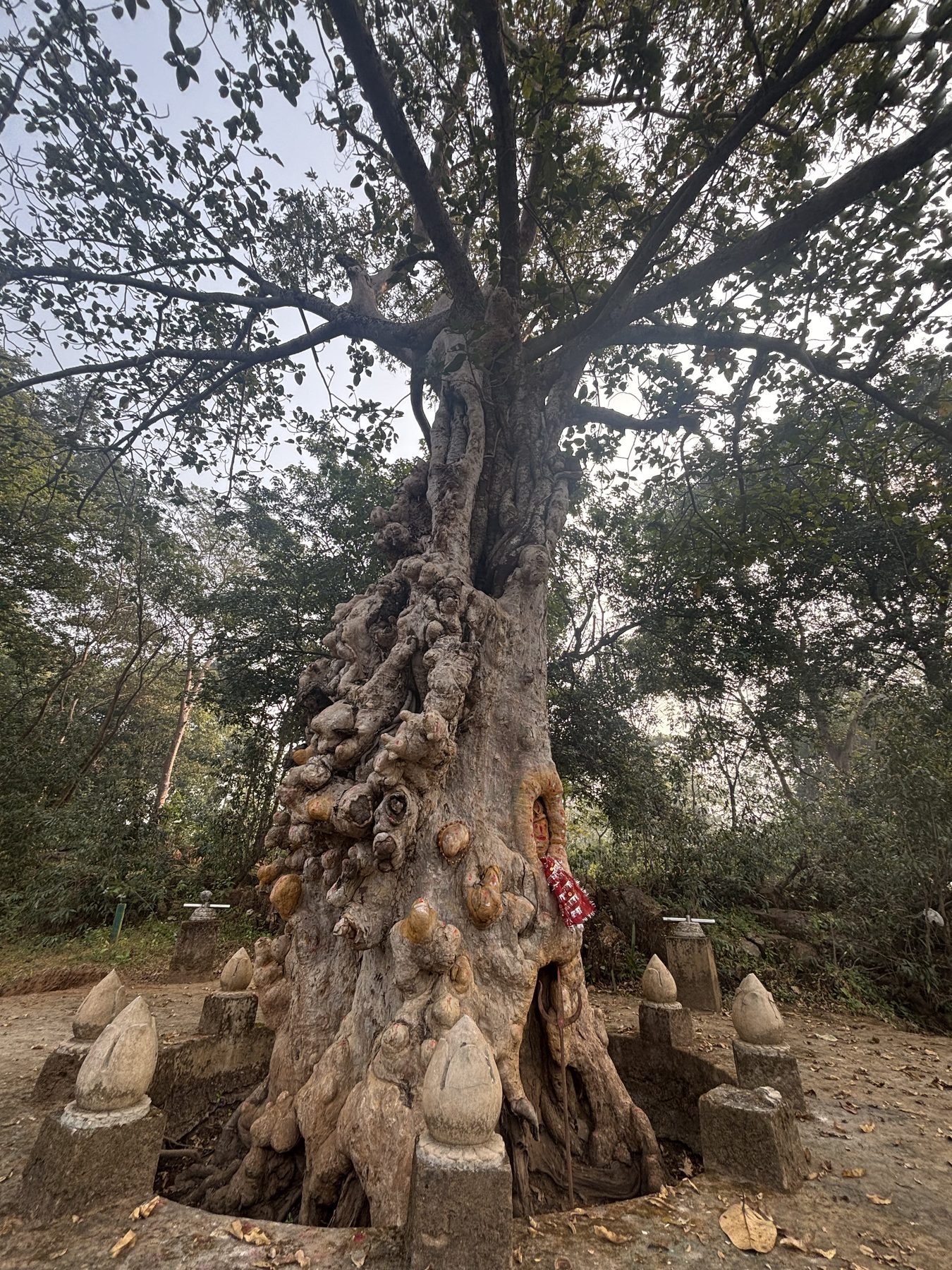 The sacred Arjun tree