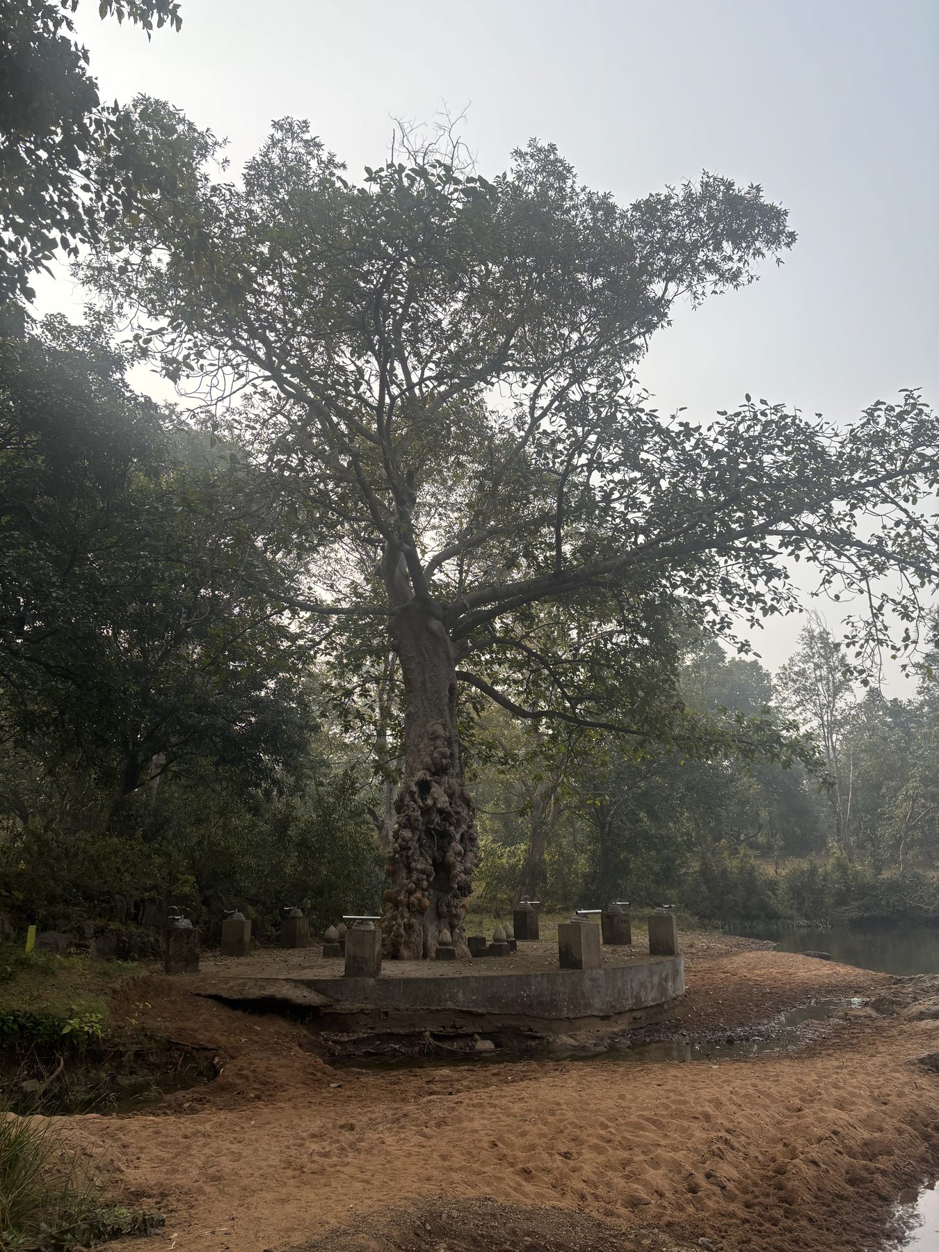 The ancient Arjun tree