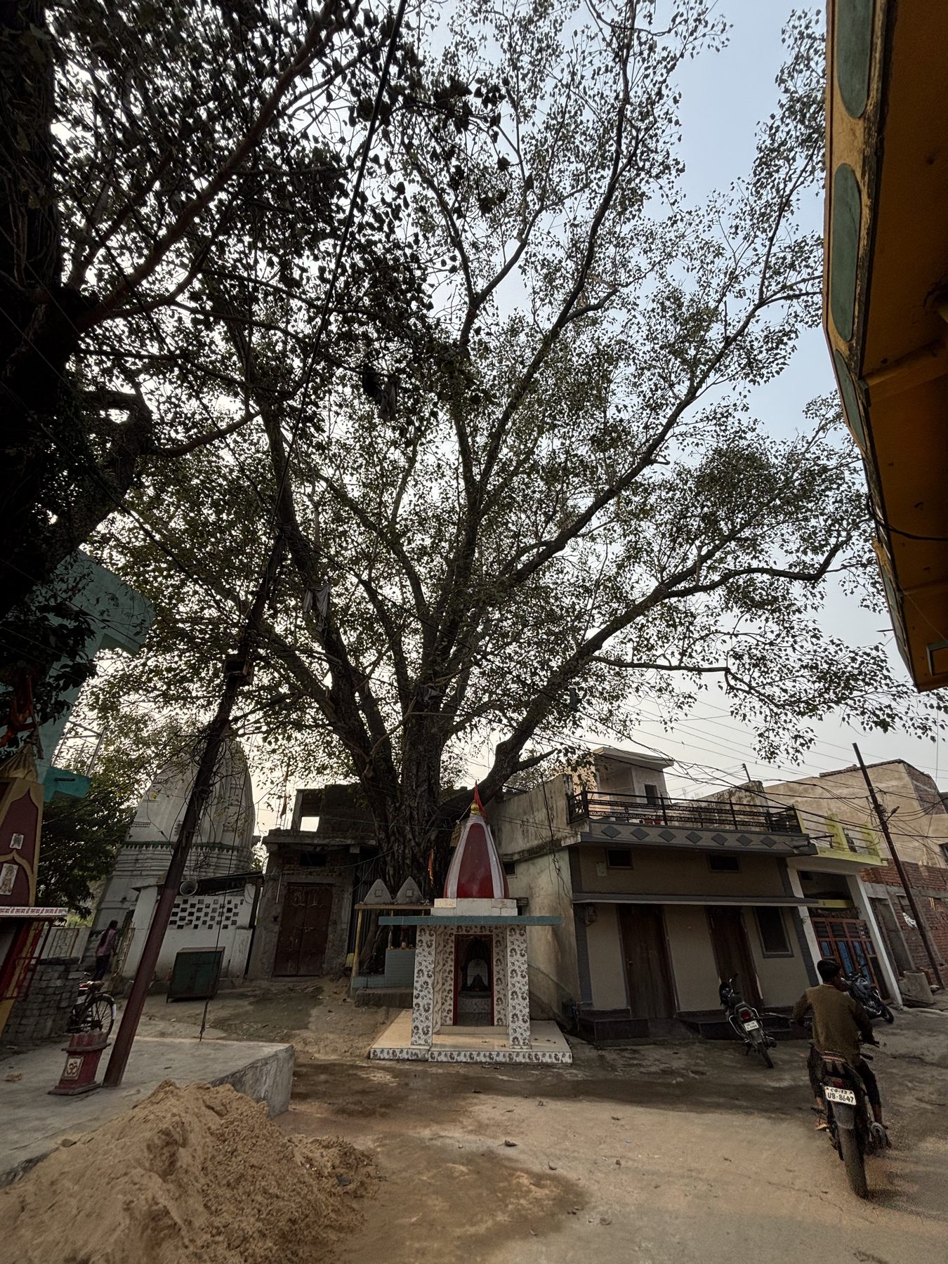 The sacred Bilva tree