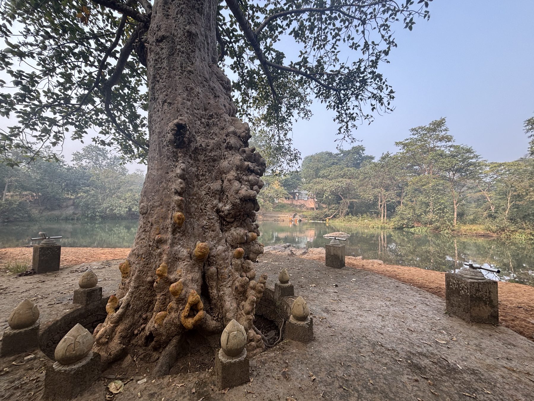 The sacred grove